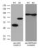 Argininosuccinate Synthase 1 antibody, LS-C794738, Lifespan Biosciences, Western Blot image 