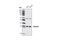 Ras Related Dexamethasone Induced 1 antibody, 4229S, Cell Signaling Technology, Western Blot image 