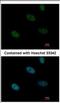 P113 antibody, NBP2-16857, Novus Biologicals, Immunocytochemistry image 