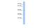 WD Repeat Domain 53 antibody, GTX45180, GeneTex, Western Blot image 