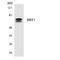 ZFP36 Ring Finger Protein Like 1 antibody, LS-C200186, Lifespan Biosciences, Western Blot image 