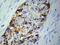 Blood Vessel Epicardial Substance antibody, PA5-37134, Invitrogen Antibodies, Immunohistochemistry paraffin image 
