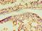Acrosomal Vesicle Protein 1 antibody, LS-C375119, Lifespan Biosciences, Immunohistochemistry paraffin image 