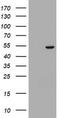 Selenium Binding Protein 1 antibody, TA504700S, Origene, Western Blot image 