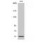 Cytochrome P450 Family 2 Subfamily D Member 6 antibody, LS-C383006, Lifespan Biosciences, Western Blot image 