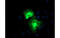Proteasome 26S Subunit, Non-ATPase 2 antibody, MBS832056, MyBioSource, Immunofluorescence image 