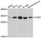 UCK 2 antibody, STJ112711, St John