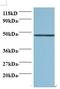 Protein canopy homolog 2 antibody, LS-C211754, Lifespan Biosciences, Western Blot image 