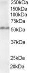 Fas Associated Factor Family Member 2 antibody, TA302886, Origene, Western Blot image 