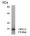 C-X-C Motif Chemokine Ligand 11 antibody, GTX52663, GeneTex, Western Blot image 