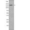 CDP antibody, PA5-64668, Invitrogen Antibodies, Western Blot image 