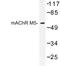 Cholinergic Receptor Muscarinic 5 antibody, LS-C177191, Lifespan Biosciences, Western Blot image 