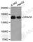Histone Deacetylase 6 antibody, A2288, ABclonal Technology, Western Blot image 