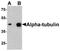 Tubulin alpha-3C/D chain antibody, A17842-1, Boster Biological Technology, Western Blot image 