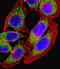 Nuclear Factor Of Activated T Cells 4 antibody, abx027250, Abbexa, Western Blot image 