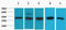 Eukaryotic Translation Initiation Factor 4A1 antibody, LS-B14648, Lifespan Biosciences, Western Blot image 