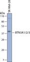 Butyrophilin Subfamily 3 Member A1 antibody, AF7136, R&D Systems, Western Blot image 