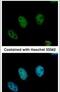 Chromodomain Y Like antibody, PA5-30995, Invitrogen Antibodies, Immunofluorescence image 