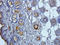 Interleukin 1 Receptor Antagonist antibody, orb315548, Biorbyt, Immunohistochemistry paraffin image 
