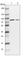 WD Repeat Domain 35 antibody, HPA044147, Atlas Antibodies, Western Blot image 