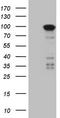 Microtubule Affinity Regulating Kinase 3 antibody, LS-C339758, Lifespan Biosciences, Western Blot image 