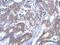 Ras Association Domain Family Member 4 antibody, GTX119774, GeneTex, Immunohistochemistry paraffin image 