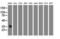 Aminoacylase 3 antibody, LS-C172578, Lifespan Biosciences, Western Blot image 