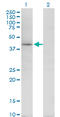 TARBP2 Subunit Of RISC Loading Complex antibody, LS-C139100, Lifespan Biosciences, Western Blot image 