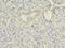 Eukaryotic Translation Initiation Factor 4E Binding Protein 3 antibody, LS-C369564, Lifespan Biosciences, Immunohistochemistry frozen image 