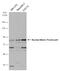 THO Complex 1 antibody, GTX118740, GeneTex, Western Blot image 