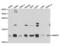 Small Nuclear Ribonucleoprotein Polypeptide E antibody, abx004205, Abbexa, Western Blot image 