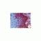 Lamin B2 antibody, MBS375205, MyBioSource, Immunohistochemistry frozen image 