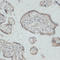 G Protein-Coupled Receptor 78 antibody, LS-C747470, Lifespan Biosciences, Immunohistochemistry frozen image 