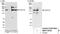 Coiled-Coil Domain Containing 18 antibody, NBP1-78738, Novus Biologicals, Western Blot image 