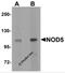 NLR Family Member X1 antibody, 5953, ProSci Inc, Western Blot image 