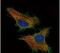 Mlp antibody, PA5-29155, Invitrogen Antibodies, Immunofluorescence image 