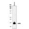 Fatty Acid Binding Protein 1 antibody, PA5-47159, Invitrogen Antibodies, Western Blot image 