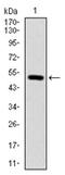 Integrin Subunit Beta 1 antibody, AM06734PU-N, Origene, Western Blot image 