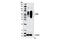 Plasminogen Activator, Urokinase Receptor antibody, 12713S, Cell Signaling Technology, Western Blot image 