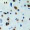 Sestrin 1 antibody, LS-C368926, Lifespan Biosciences, Immunohistochemistry paraffin image 
