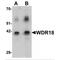 WD Repeat Domain 18 antibody, MBS151274, MyBioSource, Western Blot image 