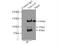 Palladin, Cytoskeletal Associated Protein antibody, 10853-1-AP, Proteintech Group, Immunoprecipitation image 