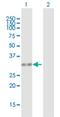 HUS1 Checkpoint Clamp Component antibody, H00003364-B01P, Novus Biologicals, Western Blot image 