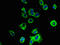 Transmembrane Protein 186 antibody, CSB-PA023774LA01HU, Cusabio, Immunofluorescence image 