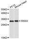 Snail Family Transcriptional Repressor 2 antibody, STJ27526, St John