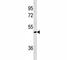 AKT1 Substrate 1 antibody, F40342-0.4ML, NSJ Bioreagents, Western Blot image 