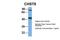 Carbohydrate Sulfotransferase 8 antibody, PA5-43412, Invitrogen Antibodies, Western Blot image 