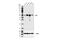 Lymphoid Enhancer Binding Factor 1 antibody, 76010S, Cell Signaling Technology, Western Blot image 