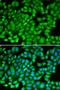 Lysine Acetyltransferase 5 antibody, LS-C331632, Lifespan Biosciences, Immunofluorescence image 