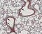 Transient Receptor Potential Cation Channel Subfamily M Member 4 antibody, GTX54863, GeneTex, Immunohistochemistry paraffin image 